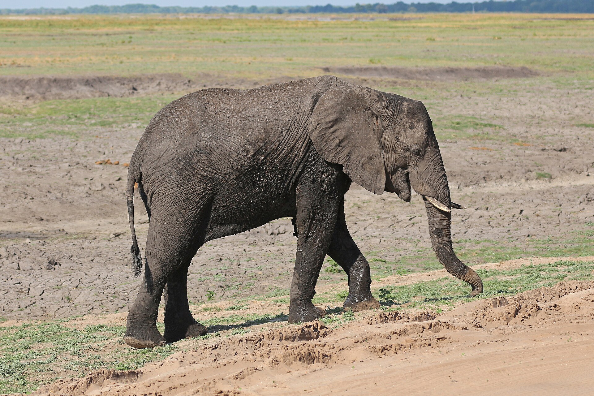 Elephant at the Chobe riverfront, Botswana, in typical dry-season game-viewing conditions