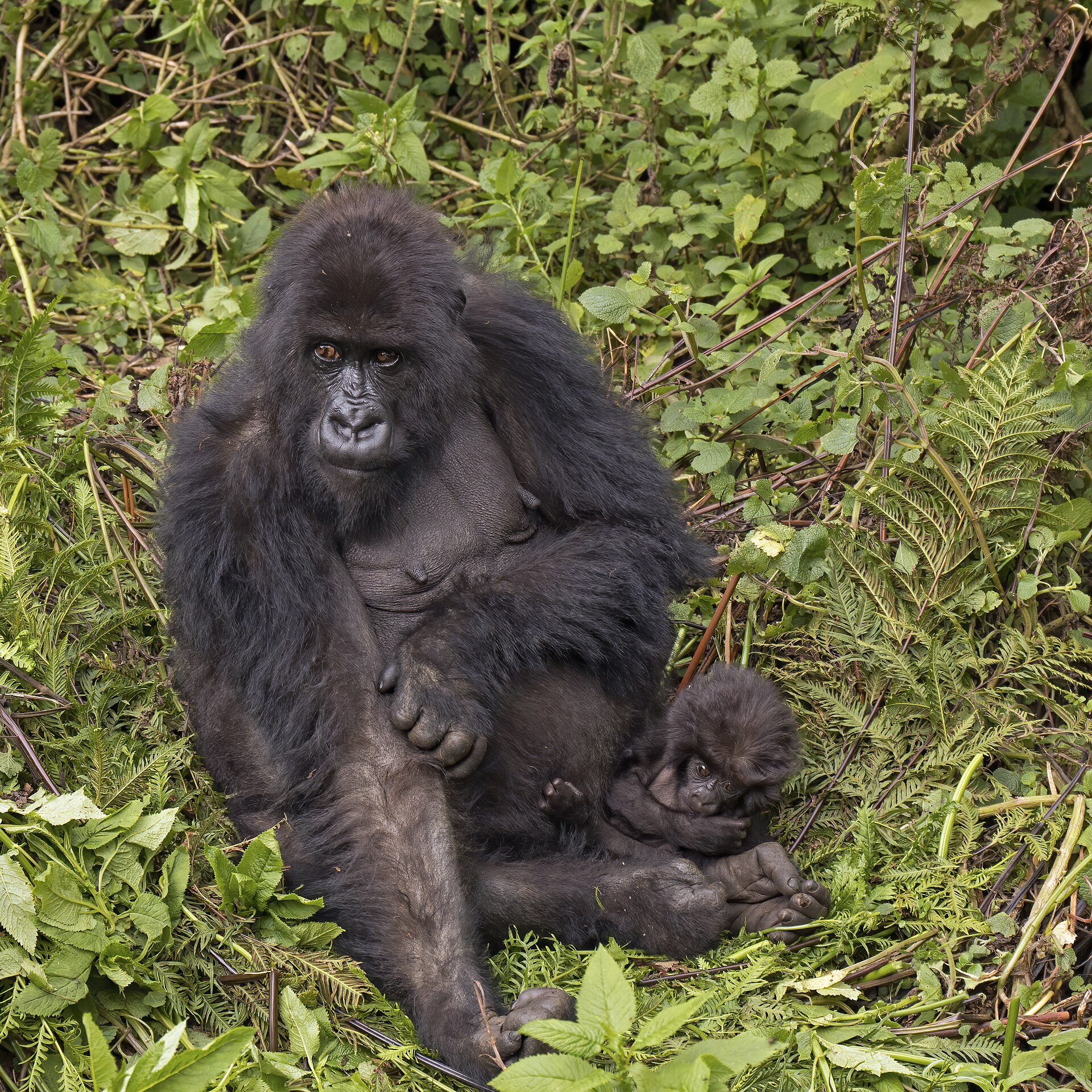 Mountain gorilla female with baby in Volcanoes National Park, Rwanda