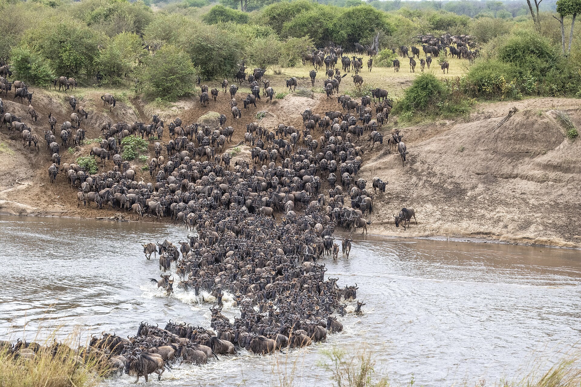 Wildebeest herd crossing the Mara River during the Great Migration, Serengeti-Mara ecosystem